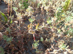 Lotus suaveolens