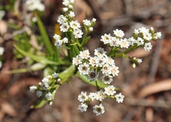 Ixodia achillaeoides