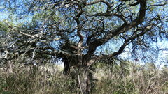 Prosopis nigra