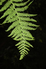 Dennstaedtia appendiculata