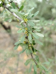 Condalia globosa