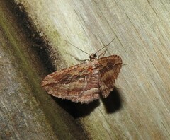 Austrocidaria gobiata