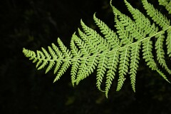 Dennstaedtia appendiculata