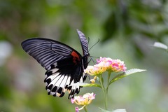Papilio memnon heronus
