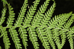 Dennstaedtia appendiculata