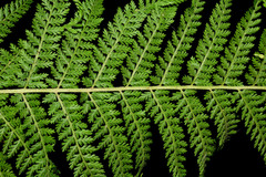 Dennstaedtia appendiculata