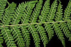 Dennstaedtia appendiculata