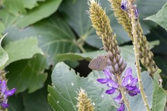 Jamides bochus formosanus