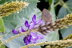Jamides bochus formosanus