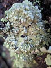 Phaeophyscia pusilloides