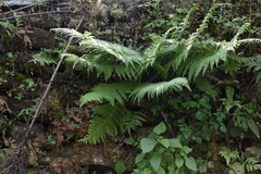 Dennstaedtia appendiculata