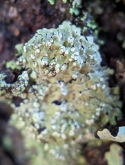 Phaeophyscia pusilloides