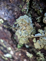 Phaeophyscia pusilloides