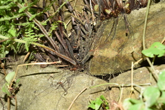 Dennstaedtia appendiculata