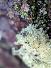 Phaeophyscia pusilloides