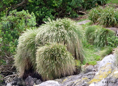 Poa astonii
