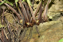 Dennstaedtia appendiculata