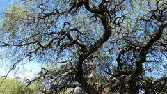 Prosopis nigra