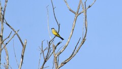 Tyrannus couchii