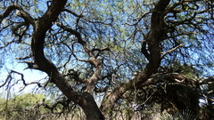 Prosopis nigra