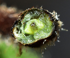 Dennstaedtia appendiculata