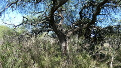 Prosopis nigra
