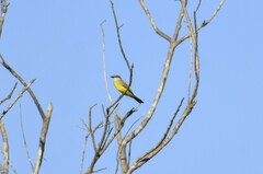 Tyrannus couchii