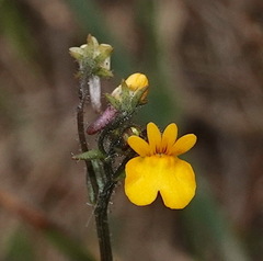 Nemesia affinis