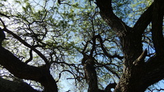 Prosopis nigra