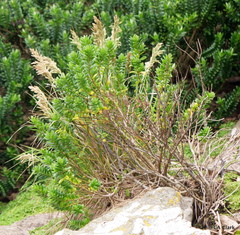 Veronica elliptica