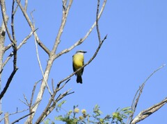 Tyrannus couchii