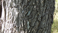 Prosopis nigra