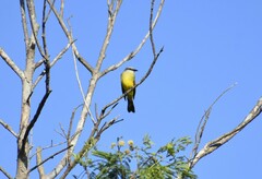 Tyrannus couchii