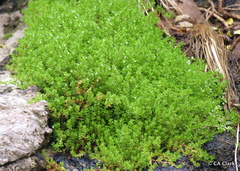 Crassula moschata