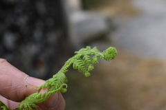 Dennstaedtia appendiculata