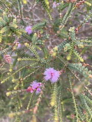 Melaleuca gibbosa