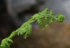 Dennstaedtia appendiculata