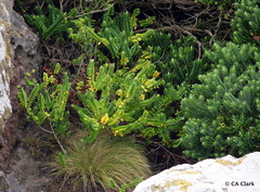 Veronica elliptica