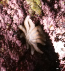 Stichaster australis