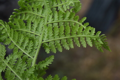 Dennstaedtia appendiculata