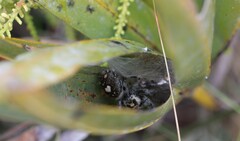 Phidippus regius