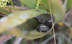 Phidippus regius
