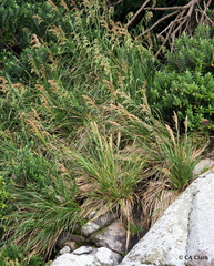 Poa tennantiana