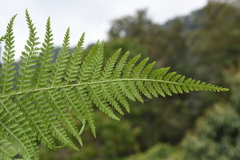 Dennstaedtia appendiculata