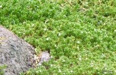 Crassula moschata