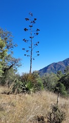 Agave