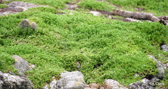 Crassula moschata