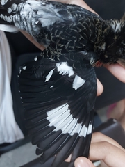 Pheucticus ludovicianus