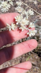 Pseudognaphalium canescens