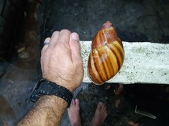 Megalobulimus